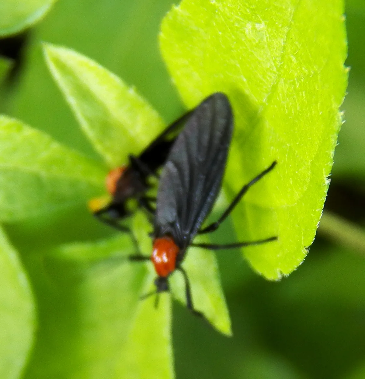 A pair of lovebugs on a green leaf