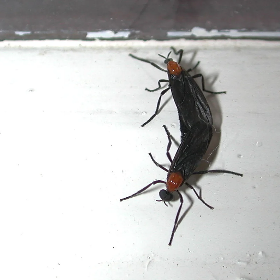 Pair of mating lovebugs on a white wall