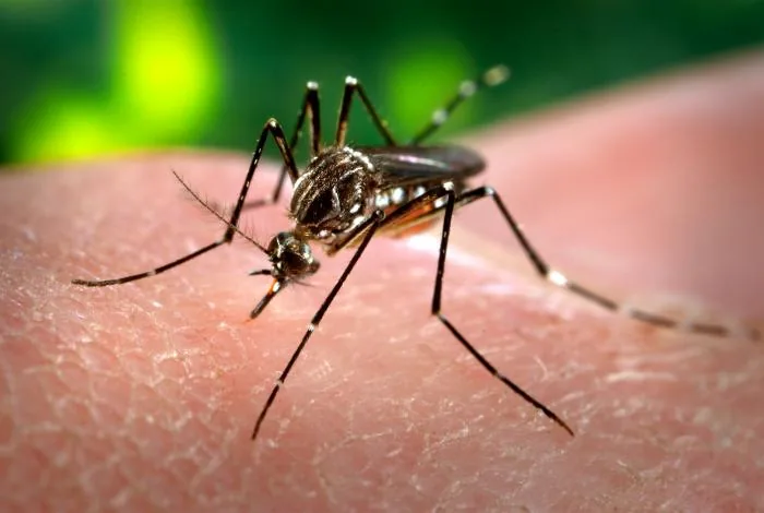 Close-up of a striped Aedes aegypti mosquito landing on human skin