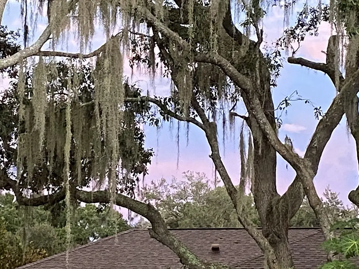 Live oak branches with Spanish moss hanging over a roof