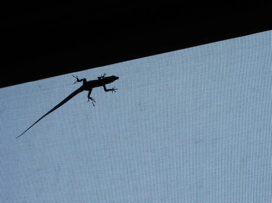 Small anole lizard silhouetted on taut grey screen mesh