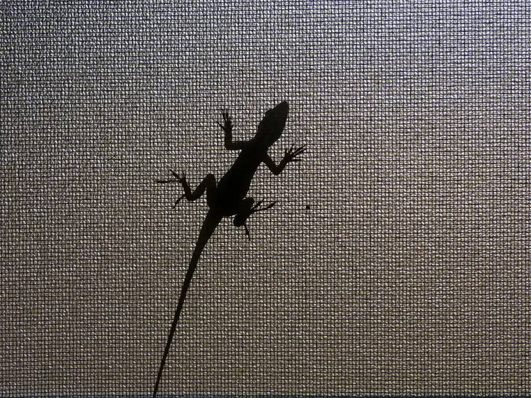 Backlit anole lizard on fine screen mesh with the weave visible
