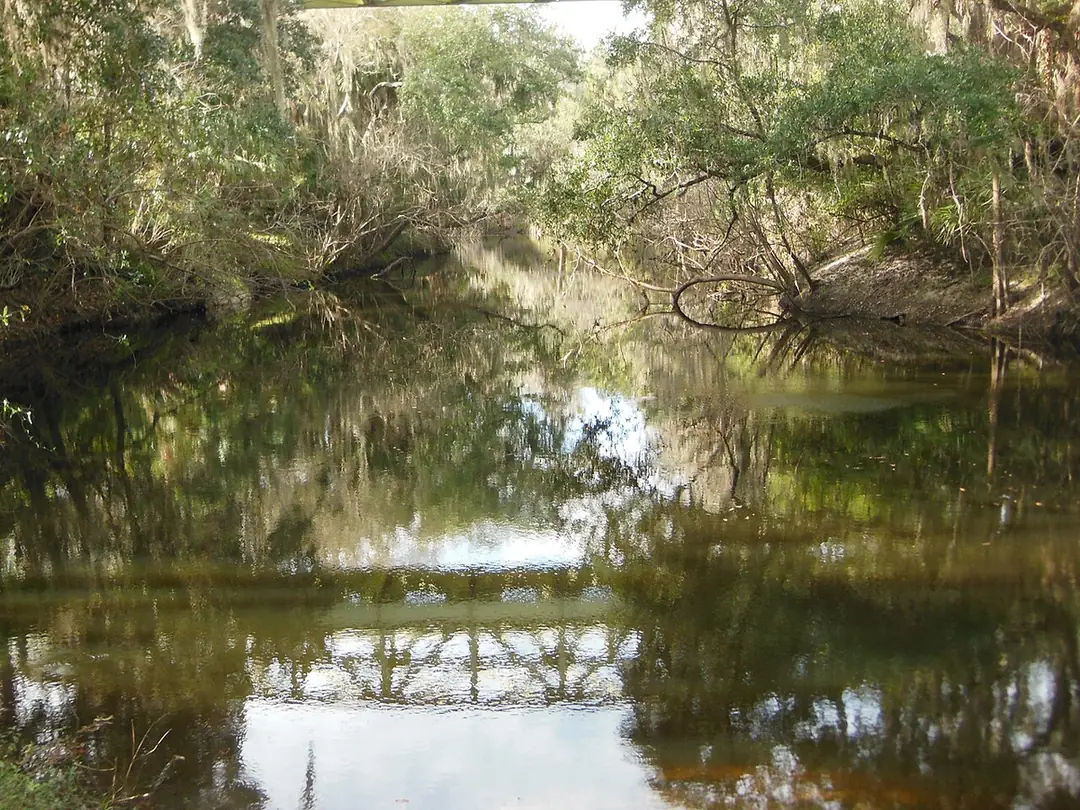 The tannin-dark Alafia River reflecting overhanging oaks at FishHawk in Lithia, FL