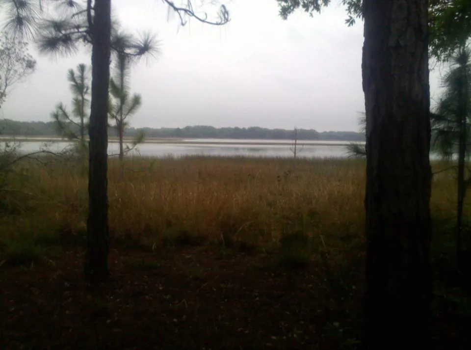 Lake Rogers seen through pine trunks and marsh grass in Odessa, FL on an overcast day